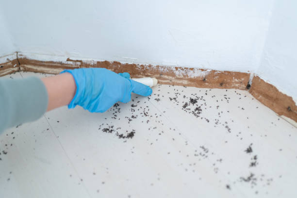 Best Flea Control Services  in Colonial Rk, PA